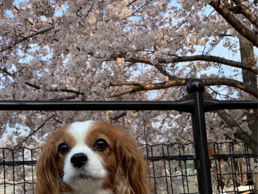 やっとお花見🌸行けたね！