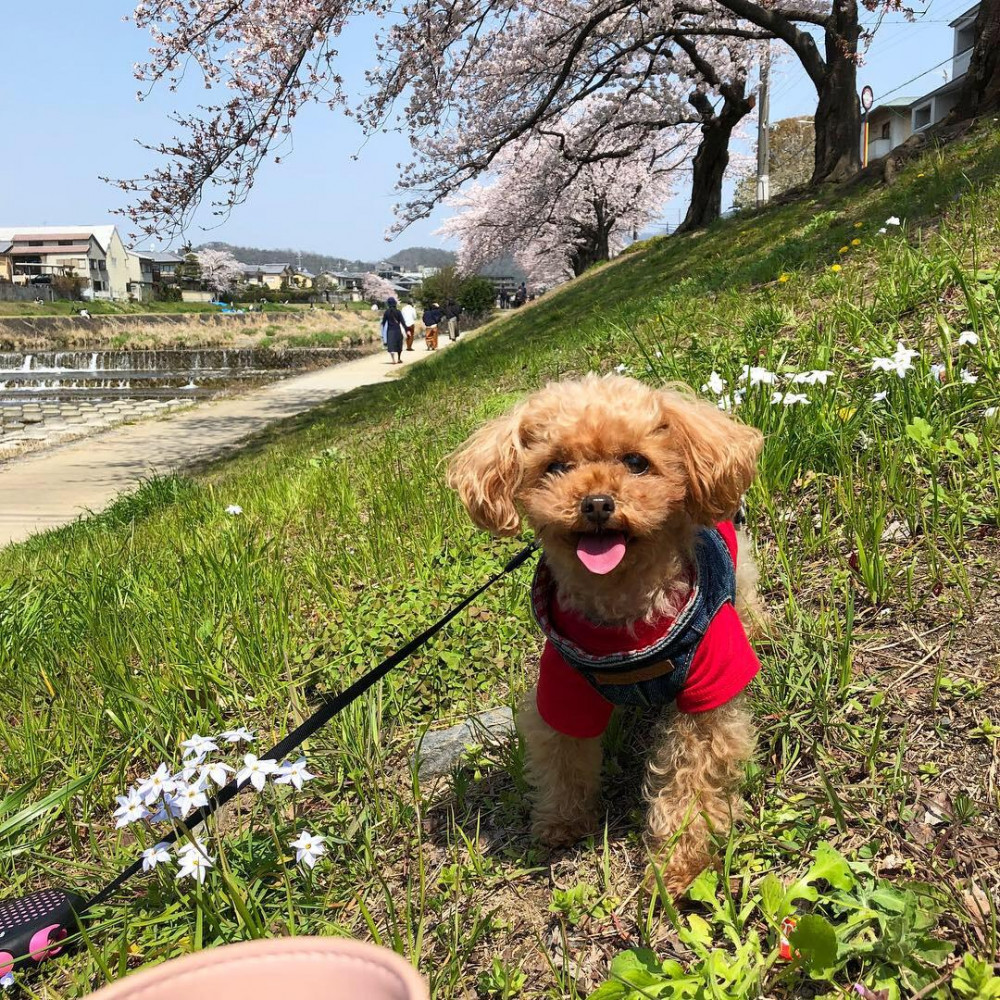 わーい、散歩だーい好き🐶