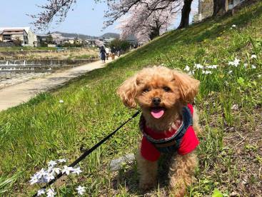 わーい、散歩だーい好き🐶