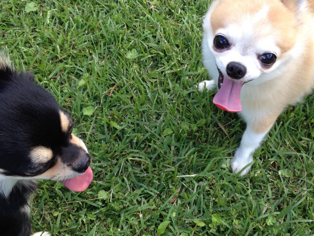 僕ね。ドッグランでお友達🐶🐾
出来たんだよ🐾