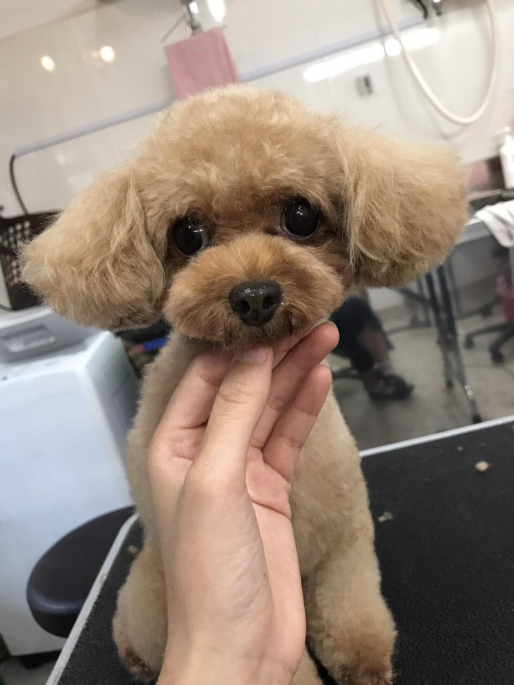 ただ今、トリミング中🐶