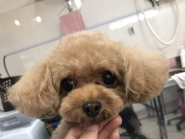 ただ今、トリミング中🐶