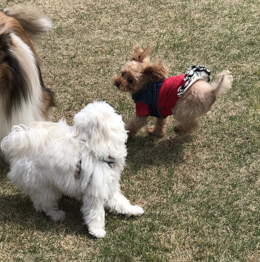 いや〜ん、スカートが🐶😰🐶