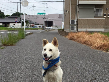 ぼく、クウ🐾
パパさん後始末している間。
ぼくはお利口さんにしているんだよ🐾