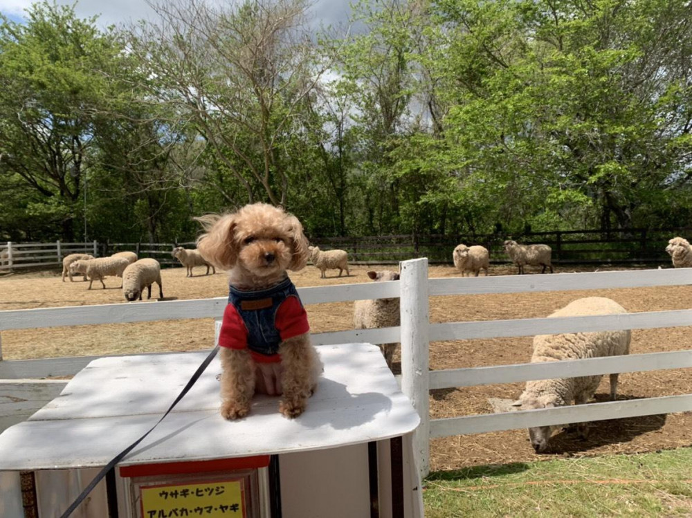 お出掛け🐶羊さんいっぱい🐏
わたちと色が一緒😘