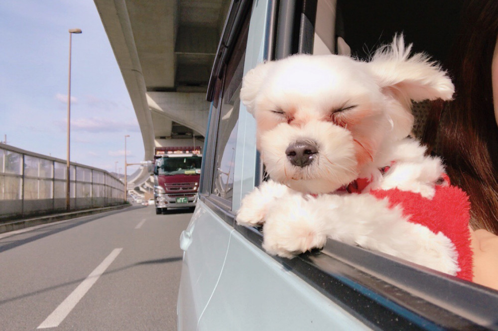 風になびきすぎてこうなっちゃった😂車から顔を出すのが好きなモコです🚗