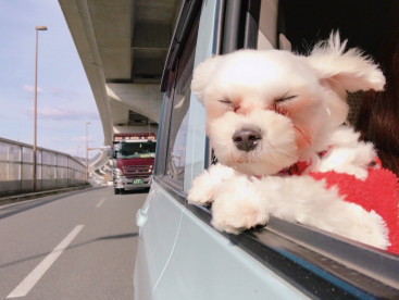 風になびきすぎてこうなっちゃった😂車から顔を出すのが好きなモコです🚗