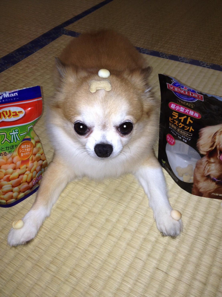 ぼく🐾上手でしょ。
早く、おやつください🐶