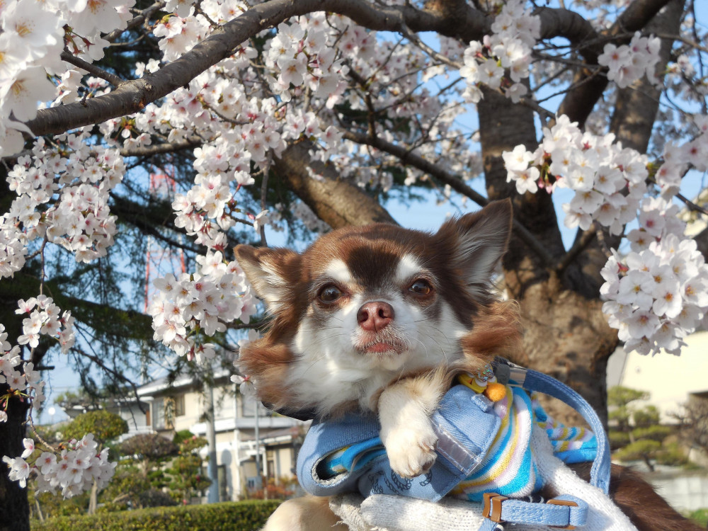 「毎日胸キュン」