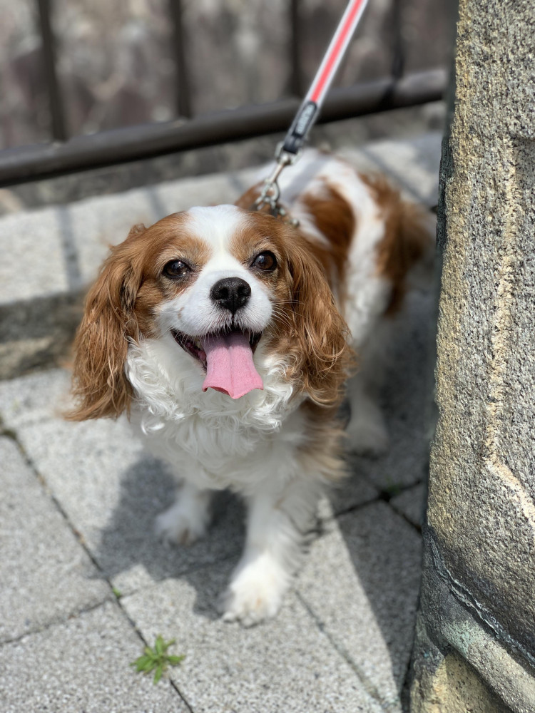 わーい❗️楽しいなぁ💕
散歩の時は元気いっぱい🤣