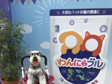 わんにゃんマーケット🤩楽しかった🐶❣️