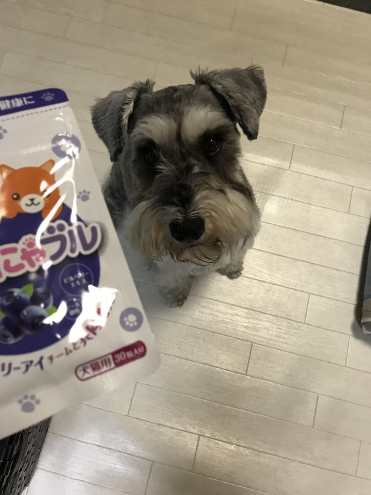 わんにゃブル🐶おいちい💕