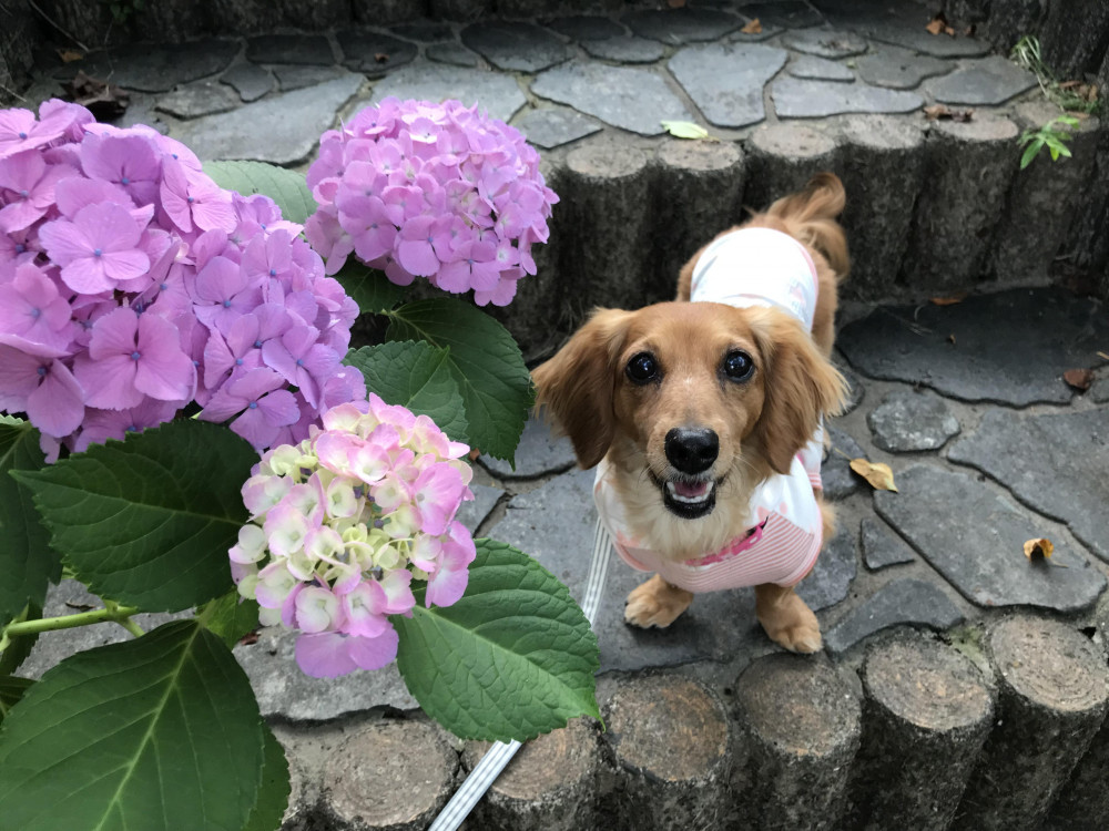 いよいよ梅雨入り
紫陽花が綺麗でした