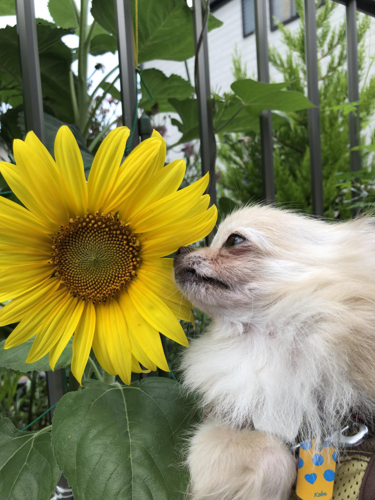 「毎日胸きゅん」

うちの子はお花大好きです
夏の王様、向日葵さんと初対面🌻