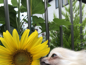 「毎日胸きゅん」

うちの子はお花大好きです
夏の王様、向日葵さんと初対面🌻