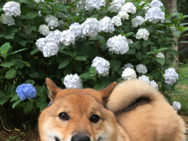 紫陽花を見てきましたぁ！