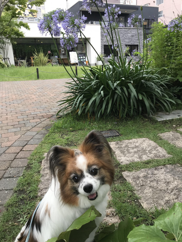 歩くのは嫌いだけど、公園で人間モニタリングが大好き❤