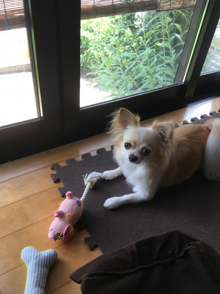やっぱり窓辺が好きな、ぴい助🐶
ハッピーボックスのおもちゃも、お気に入り💚