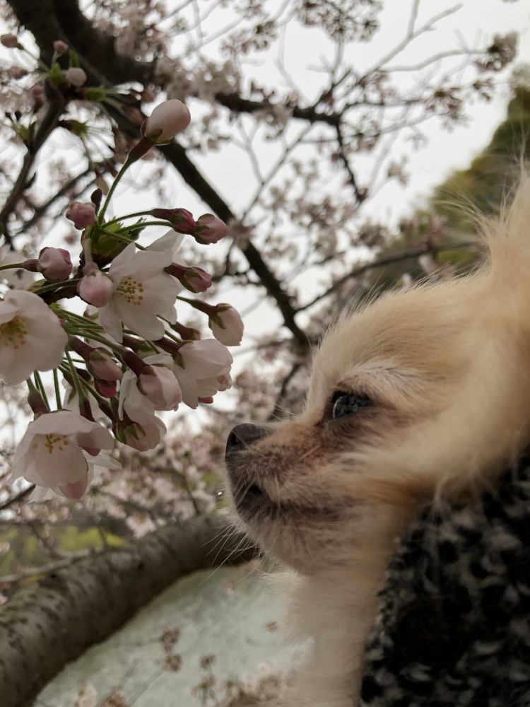 「毎日胸きゅん」
お花大好きな我が家のプリンス
春といえば桜🌸でしょ

いい匂いするのかな？