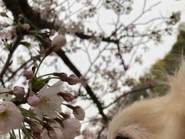 「毎日胸きゅん」
お花大好きな我が家のプリンス
春といえば桜🌸でしょ

いい匂いするのかな？