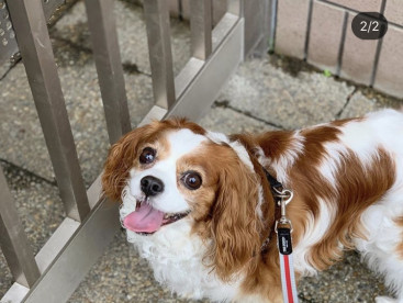 雨上がりの散歩。楽しい💕