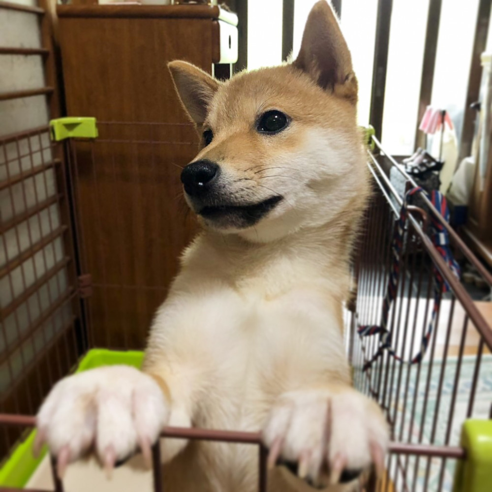 豆太郎です🐕
餌がほしいときはいつもこの姿でねだってきます🐶❣️