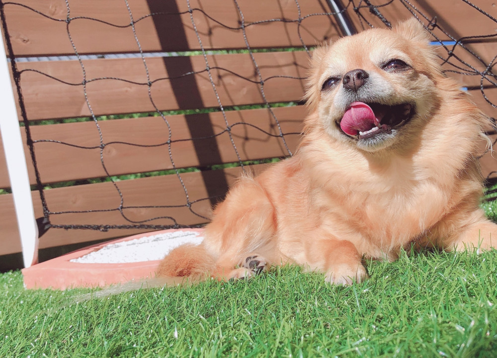 日光浴も大切🐶☀️💕