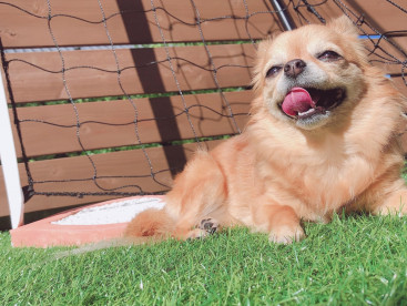 日光浴も大切🐶☀️💕