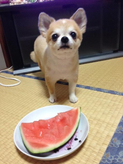 早く、🍉下さ〜い。
待ちきれないよ〜🐾🐾