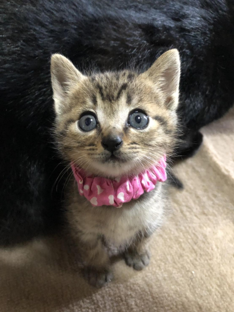 仔猫は無条件に💕カワイイ