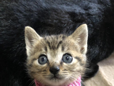 仔猫は無条件に💕カワイイ