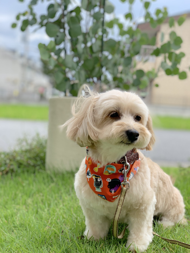 トリミングでスッキリ🤗
バンダナもハロウィン気分🎃🥰