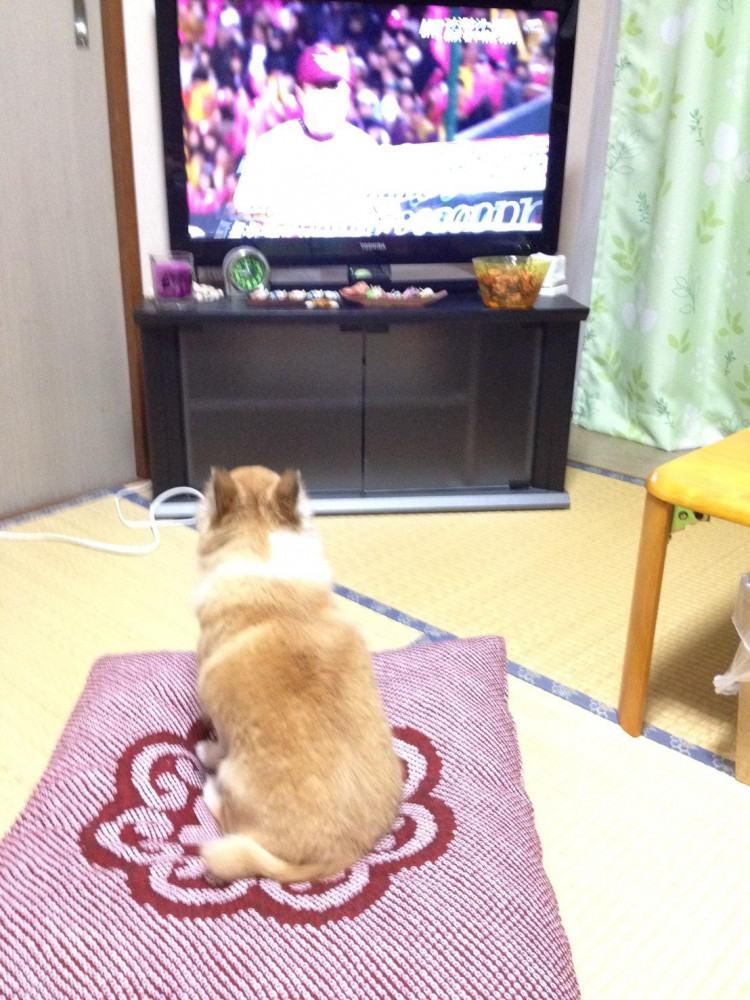 ぼく、野球見るのが好き🐾
もちろん、楽天さ。頑張れ〜🐶🐶