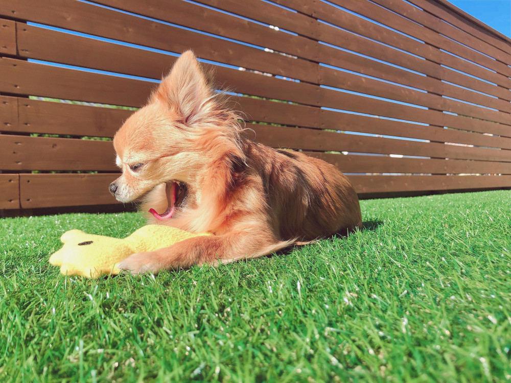 お庭で日向ぼっこ☀️.°
大きなあくびをしてたモコをパシャリ🐶💓