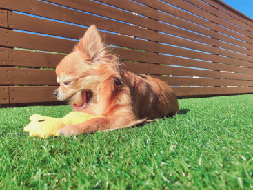 お庭で日向ぼっこ☀️.°
大きなあくびをしてたモコをパシャリ🐶💓