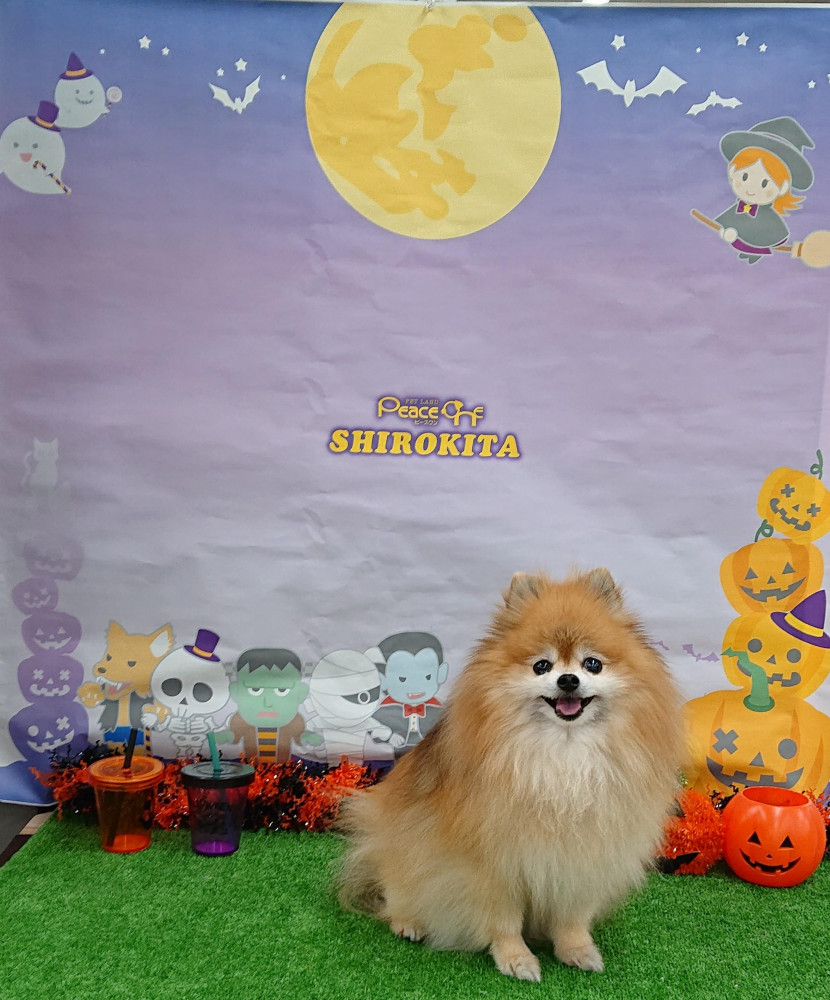 ハロウィンには
わんにゃブルをあげるね。