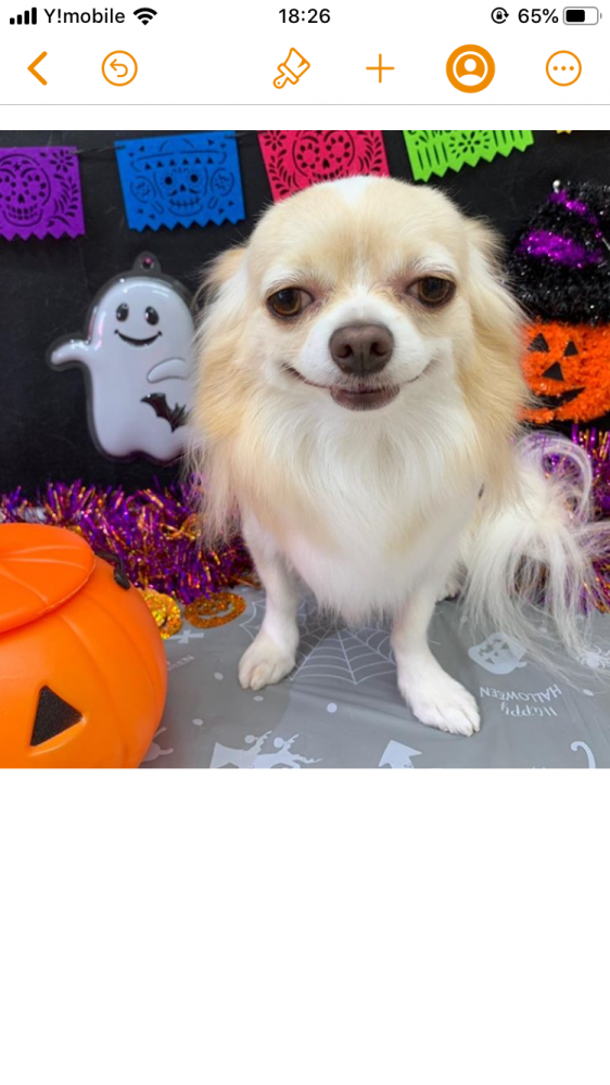 今月はハロウィン🎃バージョン👻
いつも、サロンのお姉さんが上手に撮ってくれるョ🐶