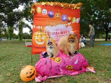 お友達のナナちゃんと
気分はハロウィンだよ