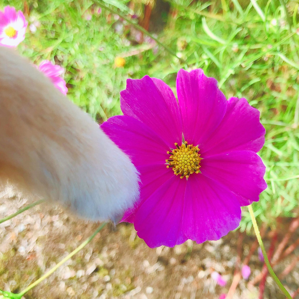 モコのお手手とコスモス🐶💓