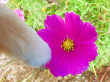 モコのお手手とコスモス🐶💓