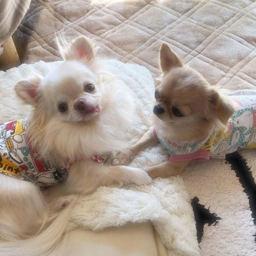 おてて繋いで仲良し兄弟🐶🐶💖