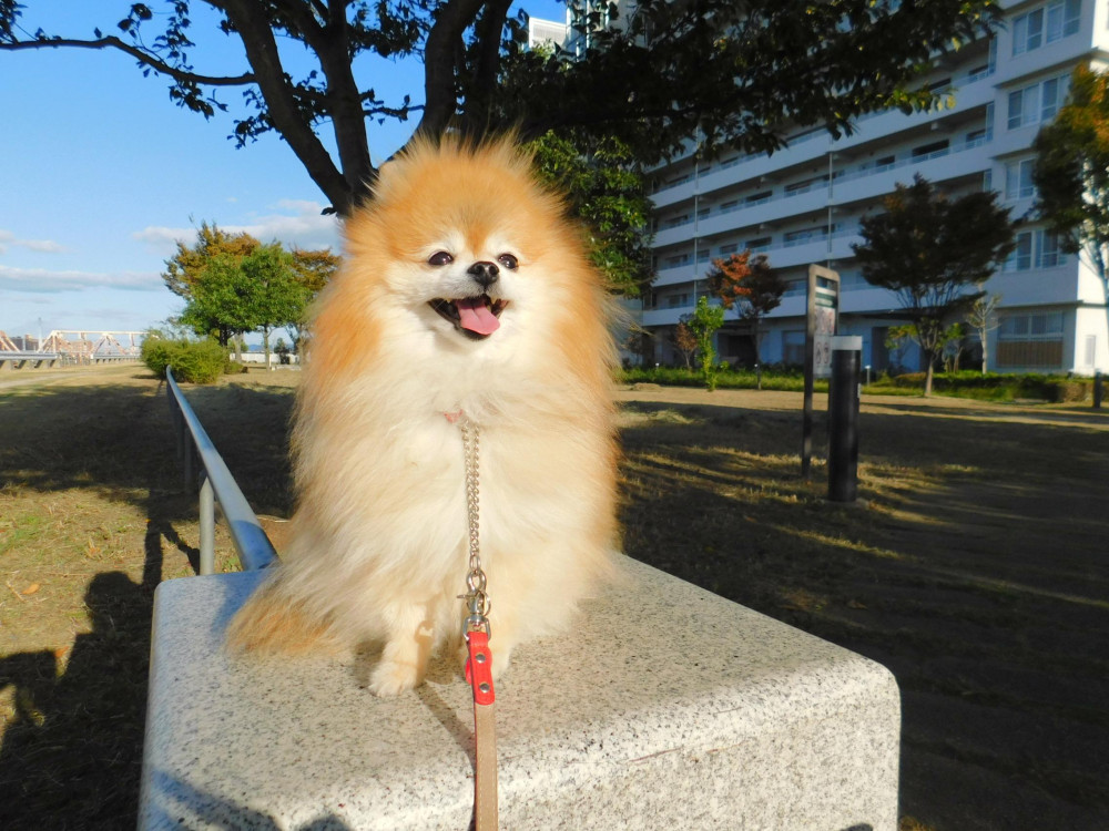 河川敷のお散歩は大好きなんだぁ