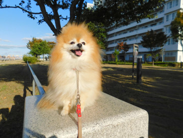 河川敷のお散歩は大好きなんだぁ