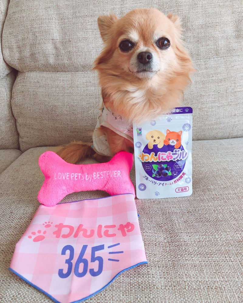 わんにゃブル届きました🐶❤️これからも続けて色んな景色を一緒に見ようね🐶😊💕💕