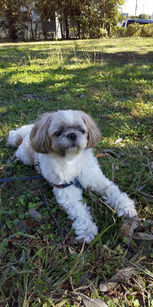 お日様ポカポカ気持ち良い～☀️
帰りたくないよ～ロコ🐶