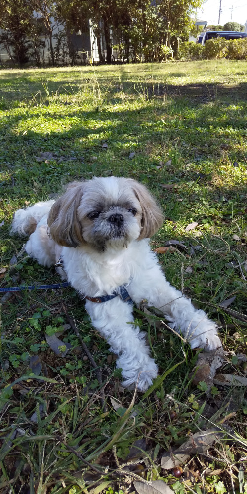 お日様ポカポカ気持ち良い～☀️
帰りたくないよ～ロコ🐶