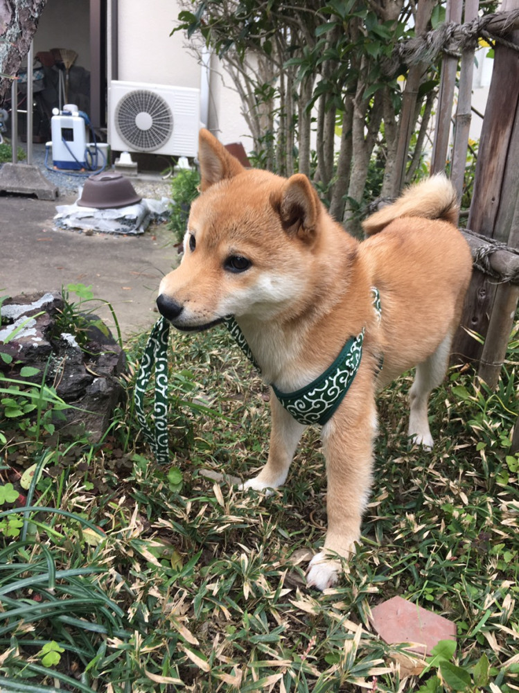 豆太郎。散歩大好きすぎて、自分でリード引っ張ってます（笑）