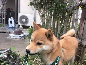 豆太郎。散歩大好きすぎて、自分でリード引っ張ってます（笑）