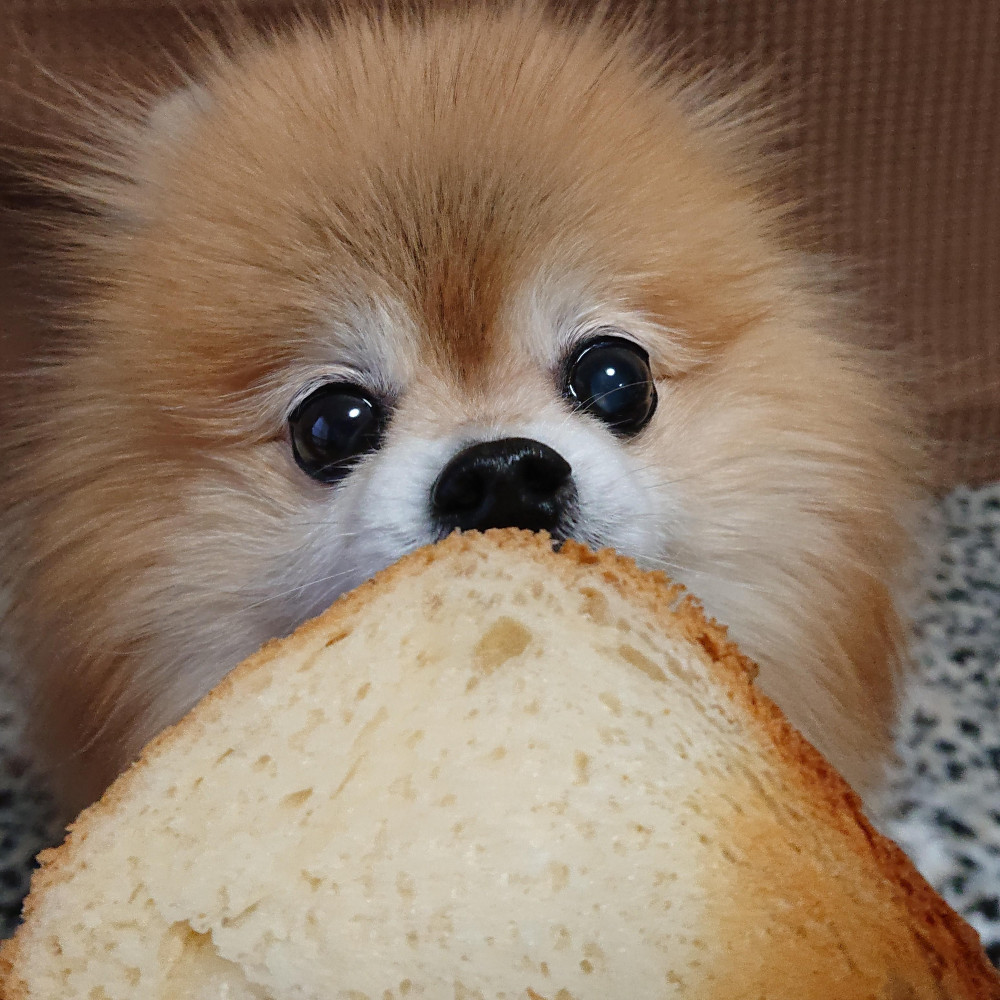 食パンちょーだい❣️