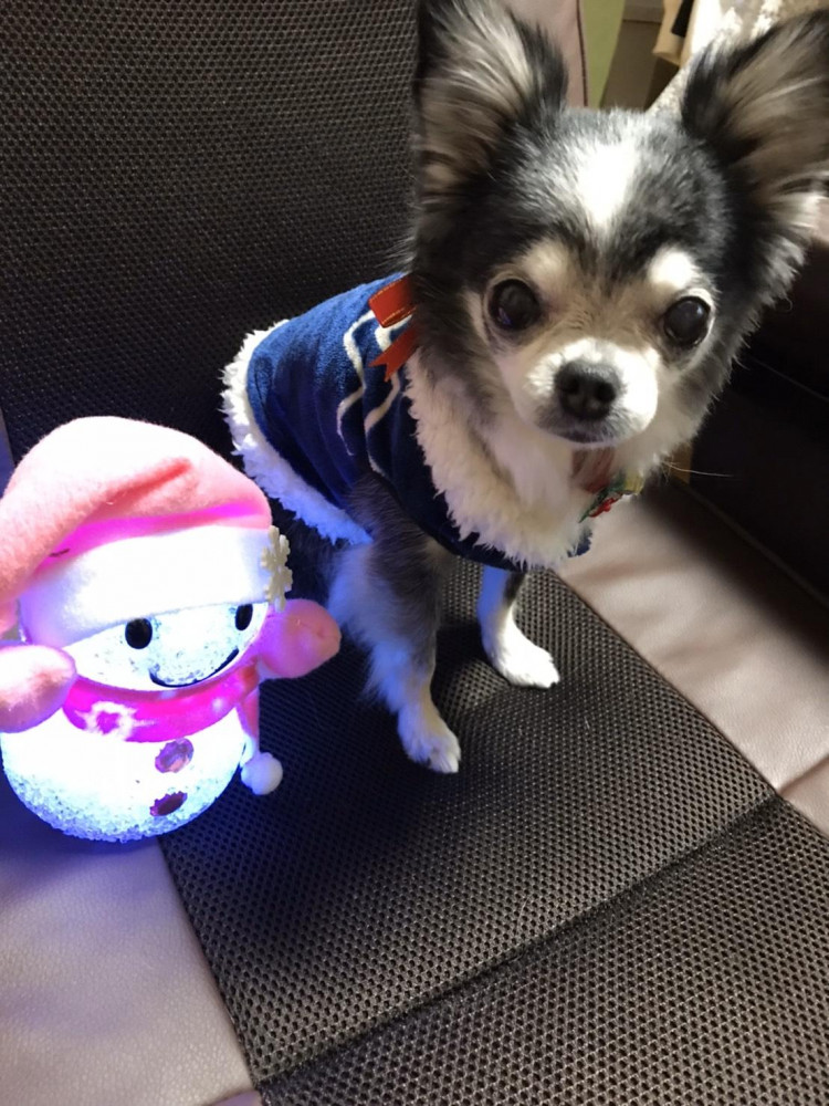 今日はクリスマスイブ🎄レモン🐶
雪☃️サンタと一緒にハイポーズ💕💕